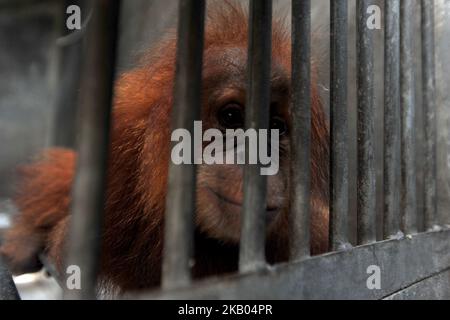 Sumatra-Orang-Utans namens Otan wird am 18. Juli 2018 in Jakarta, Indonesien, in die Lestari Ecosystem Foundation Sumatran Orang-Utan Conservation Program Otan überführt. Otan wurde im April 2017 von Polda Metro Jaya von illegalen Wärtern konfisziert. (Foto von Dasril Roszandi/NurPhoto) Stockfoto