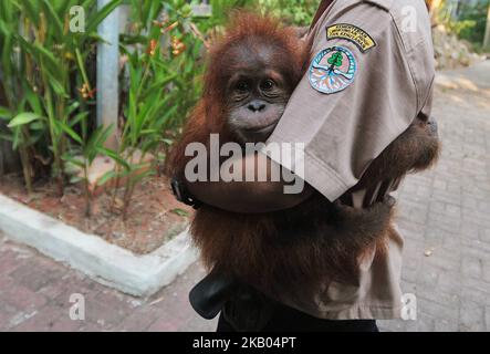 Sumatra-Orang-Utans namens Otan wird am 18. Juli 2018 in Jakarta, Indonesien, in die Lestari Ecosystem Foundation Sumatran Orang-Utan Conservation Program Otan überführt. Otan wurde im April 2017 von Polda Metro Jaya von illegalen Wärtern konfisziert. (Foto von Dasril Roszandi/NurPhoto) Stockfoto