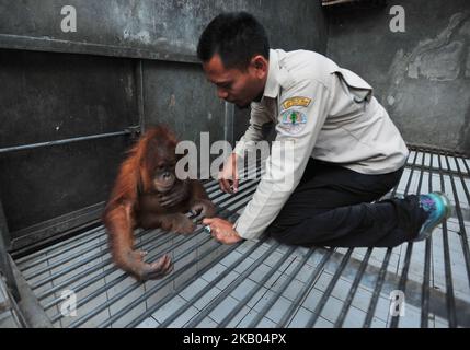 Sumatra-Orang-Utans namens Otan wird am 18. Juli 2018 in Jakarta, Indonesien, in die Lestari Ecosystem Foundation Sumatran Orang-Utan Conservation Program Otan überführt. Otan wurde im April 2017 von Polda Metro Jaya von illegalen Wärtern konfisziert. (Foto von Dasril Roszandi/NurPhoto) Stockfoto