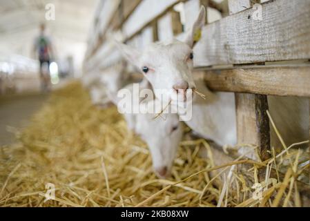 Ziegen auf der Farm Dooobra ferma. Dooobra ferma ist ein Milchviehbetrieb in der Region Kiew, der auf handgefertigten Käse spezialisiert ist. Bohuslav, Region Kiew, Ukraine am 27. Juli 2018 (Foto: Oleksandr Rupeta/NurPhoto) Stockfoto