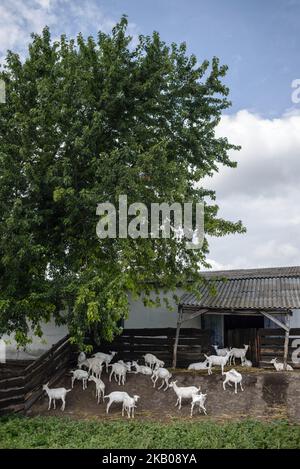 Ziegen auf der Farm Dooobra ferma. Dooobra ferma ist ein Milchviehbetrieb in der Region Kiew, der auf handgefertigten Käse spezialisiert ist. Bohuslav, Region Kiew, Ukraine am 27. Juli 2018 (Foto: Oleksandr Rupeta/NurPhoto) Stockfoto