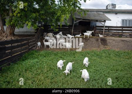 Ziegen auf der Farm Dooobra ferma. Dooobra ferma ist ein Milchviehbetrieb in der Region Kiew, der auf handgefertigten Käse spezialisiert ist. Bohuslav, Region Kiew, Ukraine am 27. Juli 2018 (Foto: Oleksandr Rupeta/NurPhoto) Stockfoto