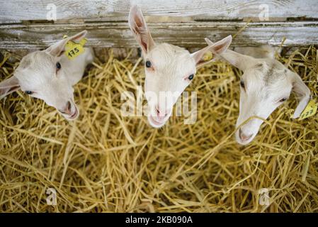 Ziegen auf der Farm Dooobra ferma. Dooobra ferma ist ein Milchviehbetrieb in der Region Kiew, der auf handgefertigten Käse spezialisiert ist. Bohuslav, Region Kiew, Ukraine am 27. Juli 2018 (Foto: Oleksandr Rupeta/NurPhoto) Stockfoto