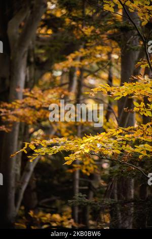 Schöner Weg nach Maly Rozsutec von Biely Potok - in der slowakischen Mala Fatra. Sonniges Herbstpanorama. Stockfoto