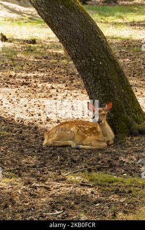 Rehe liegt auf dem Gras unter einem Baum im Nationalpark. Stockfoto