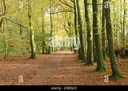 Herbstblätter in Gold und Gelb auf einer von Bäumen gesäumten Allee, die zum Wellington Monument in Somerset führt Stockfoto