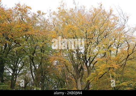 Herbstblätter in Gold und Gelb auf einer von Bäumen gesäumten Allee, die zum Wellington Monument in Somerset führt Stockfoto