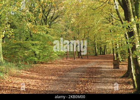 Herbstblätter in Gold und Gelb auf einer von Bäumen gesäumten Allee, die zum Wellington Monument in Somerset führt Stockfoto