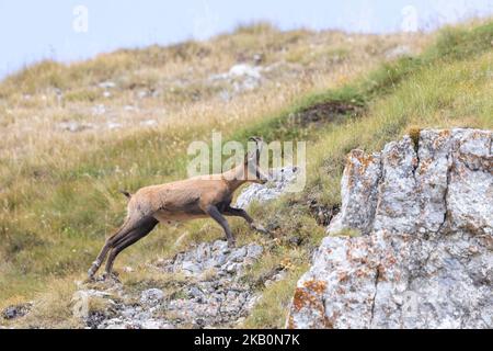 Apennin-Gämsen im Nationalpark Gran Sasso, Abruzzen, Italien. Stockfoto