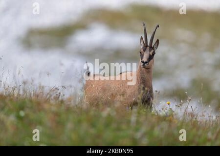 Apennin-Gämsen im Nationalpark Gran Sasso, Abruzzen, Italien. Stockfoto