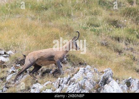 Apennin-Gämsen im Nationalpark Gran Sasso, Abruzzen, Italien. Stockfoto