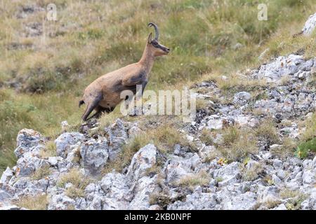 Apennin-Gämsen im Nationalpark Gran Sasso, Abruzzen, Italien. Stockfoto