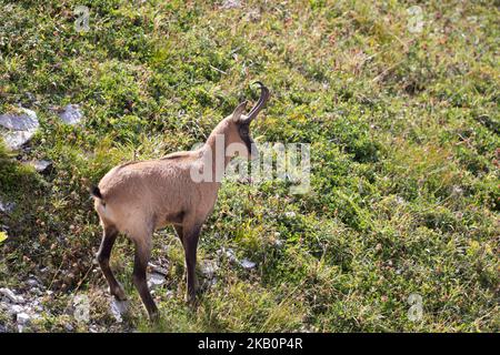 Apennin-Gämsen im Nationalpark Gran Sasso, Abruzzen, Italien. Stockfoto