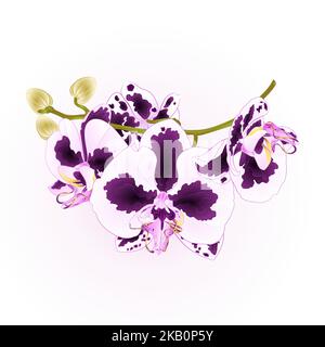 Zweig Orchideenblüten Flecken lila und weiß Phalaenopsis tropische Pflanze Stamm und Knospen vintage Vektor botanische Illustration für Design Handzeichnen Stock Vektor