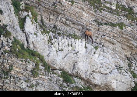 Apennin-Gämsen im Nationalpark Gran Sasso, Abruzzen, Italien. Stockfoto