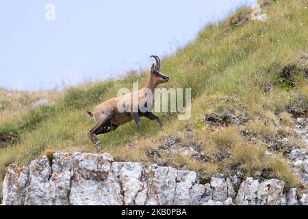 Apennin-Gämsen im Nationalpark Gran Sasso, Abruzzen, Italien. Stockfoto