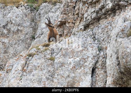 Apennin-Gämsen im Nationalpark Gran Sasso, Abruzzen, Italien. Stockfoto