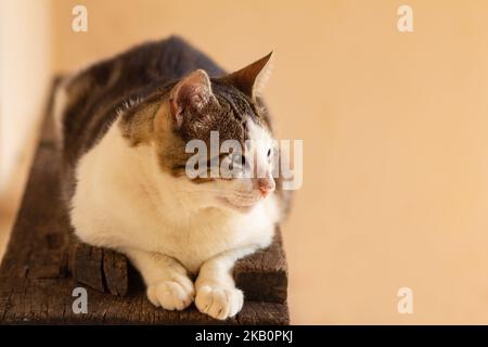 Goiânia, Goias, Brasilien – 27. Oktober 2022: Eine gestromte Katze mit grünen Augen, die auf einer hölzernen Oberfläche mit gelbem Hintergrund liegt. Stockfoto