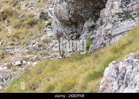 Apennin-Gämsen im Nationalpark Gran Sasso, Abruzzen, Italien. Stockfoto