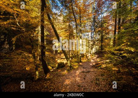 Schöner Weg nach Maly Rozsutec von Biely Potok - in der slowakischen Mala Fatra. Sonniges Herbstpanorama. Stockfoto