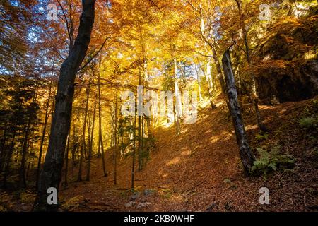 Schöner Weg nach Maly Rozsutec von Biely Potok - in der slowakischen Mala Fatra. Sonniges Herbstpanorama. Stockfoto