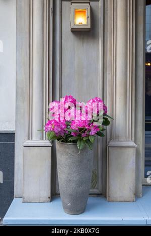 Der immergrüne Rhododendron Hybrid Haaga hat seine leuchtend rosa Blüten im Steintopf gegenüber der Wand des Restaurants vollständig geöffnet. Hintergrundbild Stockfoto