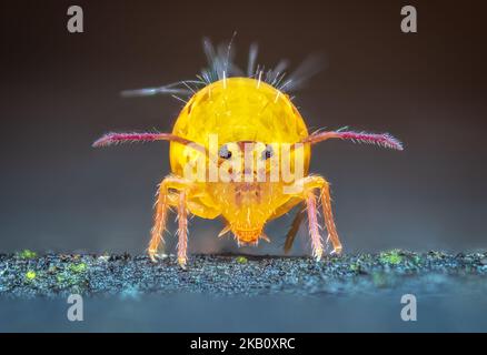 Kugelfederschwanz Dicyrtomina ornata oder fusca in sehr naher Ansicht Stockfoto