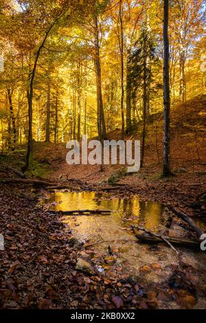 Schöner Weg nach Maly Rozsutec von Biely Potok - in der slowakischen Mala Fatra. Sonniges Herbstpanorama. Stockfoto