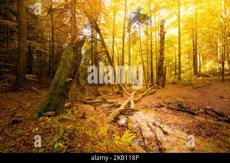 Schöner Weg nach Maly Rozsutec von Biely Potok - in der slowakischen Mala Fatra. Sonniges Herbstpanorama. Stockfoto