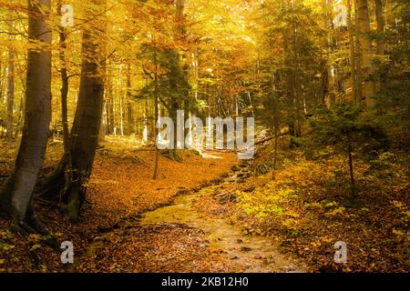 Schöner Weg nach Maly Rozsutec von Biely Potok - in der slowakischen Mala Fatra. Sonniges Herbstpanorama. Stockfoto