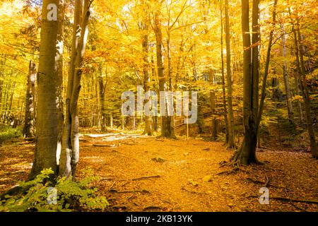 Schöner Weg nach Maly Rozsutec von Biely Potok - in der slowakischen Mala Fatra. Sonniges Herbstpanorama. Stockfoto