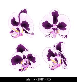 Orchideen Phalaenopsis mit Flecken lila und weiß Nahaufnahme schöne Blume isoliert zweiten Satz auf einem weißen Hintergrund vintage Vektor Illustration edi Stock Vektor
