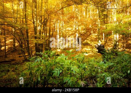 Schöner Weg nach Maly Rozsutec von Biely Potok - in der slowakischen Mala Fatra. Sonniges Herbstpanorama. Stockfoto