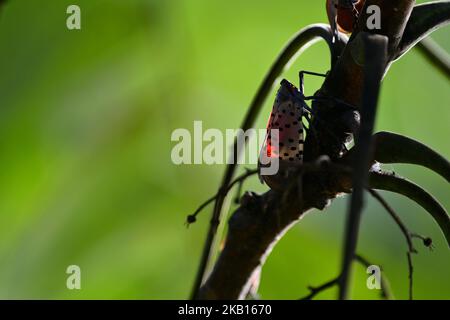 Am 16. September 2018 besiedelt die Fleckensiege Bäume entlang eines Pfades am Ufer des Green Lane Reservoir im Berks County, PA. Eine große Anzahl von Spotted Laternfly (Lycorma delicatula) in diesem Gebiet hat das Landwirtschaftsministerium von Pennsylvania eine Quarantäne installiert, um die weitere Ausbreitung der invasiven Arten der USA zu reduzieren. Der Lebenszyklus des Planthoppers beginnt im September, wenn Eier gelegt werden und das Insekt zwischen Juli und Dezember das Erwachsenenalter erreicht. (Foto von Bastiaan Slabbers/NurPhoto) Stockfoto