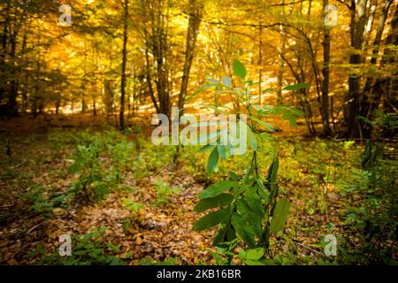 Schöner Weg nach Maly Rozsutec von Biely Potok - in der slowakischen Mala Fatra. Sonniges Herbstpanorama. Stockfoto