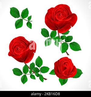 Knospen rote Rosen mit Blättern vintage auf einem weißen Hintergrund Set drei Vektor-Illustration editierbar Hand zeichnen Stock Vektor