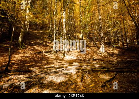 Schöner Weg nach Maly Rozsutec von Biely Potok - in der slowakischen Mala Fatra. Sonniges Herbstpanorama. Stockfoto