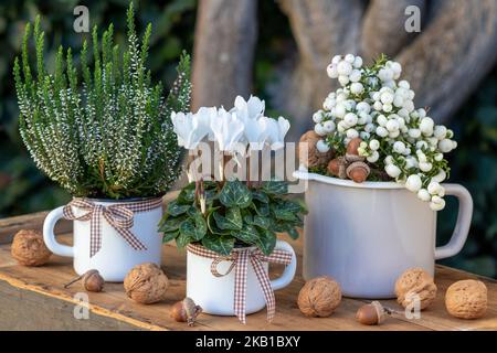 Herbstgartenarrangement mit weißen Cyclamen, Pernettya mucronata und Heidekraut in emaillierten Töpfen Stockfoto