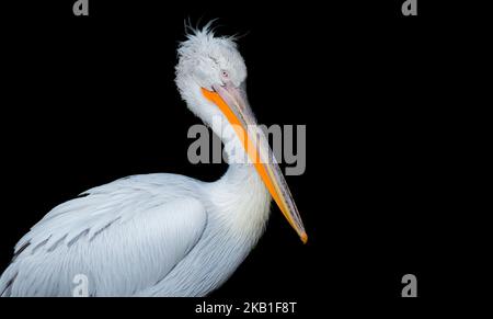 Pelican mit gelocktem Kopf für schwarzen Hintergrund Stockfoto