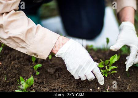 Die Hand einer Frau entfernt Unkraut. Unkrautbekämpfung und Schädlingsbekämpfung im Garten. Nahaufnahme von Kulturflächen. Landwirtschaftliche Pflanze wächst im Garten Stockfoto