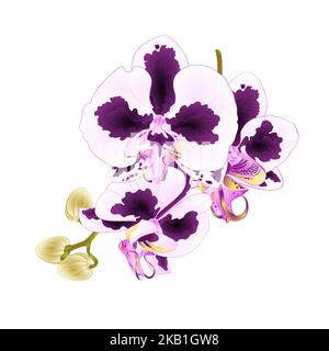 Orchidee Phalaenopsis mit Flecken Stamm lila und weißen Blüten und Knospen tropischen Pflanzen auf einem weißen Hintergrund vintage Vektor botanische Illustration fo Stock Vektor