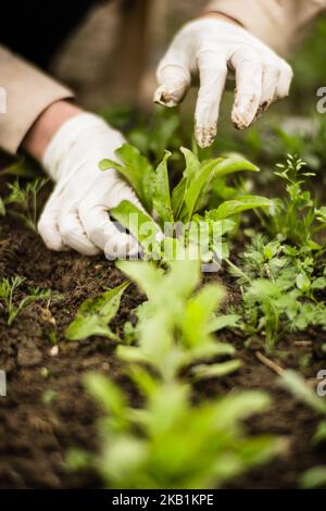 Die Hand einer Frau entfernt Unkraut. Unkrautbekämpfung und Schädlingsbekämpfung im Garten. Nahaufnahme von Kulturflächen. Landwirtschaftliche Pflanze wächst im Garten Stockfoto