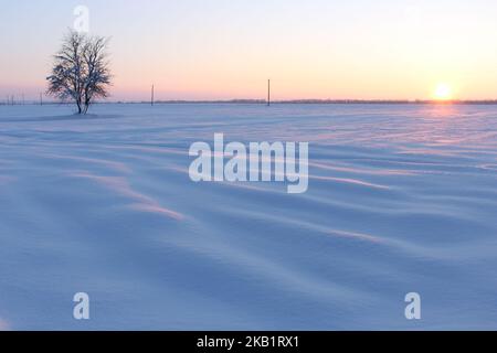 Schönes Bild von einsamen Baum auf großen schneebedeckten Feld Stockfoto