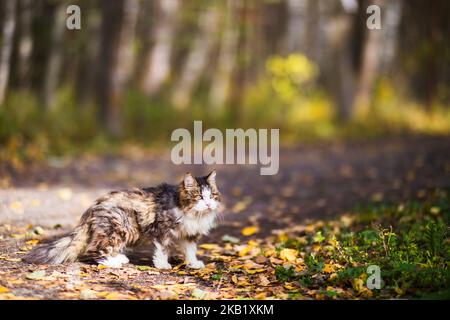 Eine Katze geht an einem Herbsttag auf einer Landstraße im Dorf spazieren Stockfoto