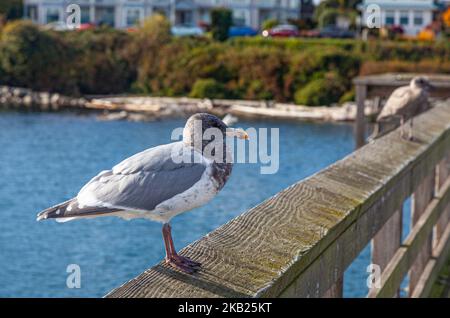 Eine reifere Möwe auf dem Sidney Angelpier in British Columbia, Kanada Stockfoto