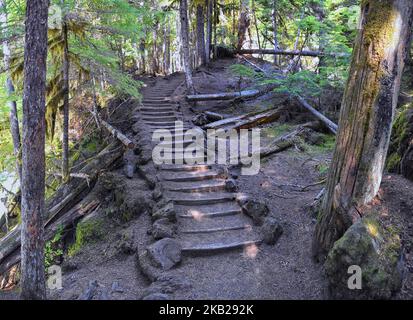 Sahalie Koosah Tamolitch Falls Wanderweg am McKenzie Fluss, Williamette National Forest, Cascade Mountains, Oregon. USA. Stockfoto