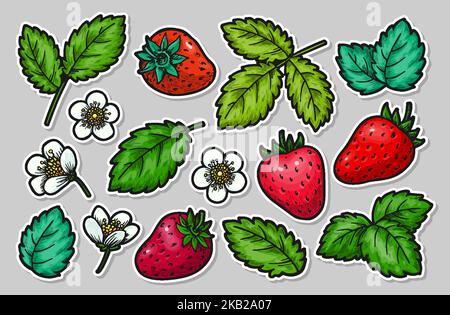 Handgezeichnetes Erdbeer-Sticker-Set mit Elementen. Realistische ganze rote Beeren Blätter und Blumen. Gesunde, frische, süße Speisen. Cartoon Handwerk Bauern Markt Patches für Kartendruck, Abzeichen Pins, Scrapbooking Tag Stock Vektor