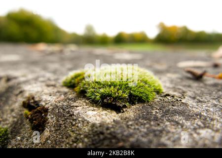 Ein kleiner Fleck Moos, der auf einer verwitterten Betonwand wächst, mit Bokeh-Bäumen im Hintergrund. Stockfoto