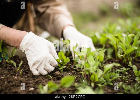 Die Hand einer Frau entfernt Unkraut. Unkrautbekämpfung und Schädlingsbekämpfung im Garten. Nahaufnahme von Kulturflächen. Landwirtschaftliche Pflanze wächst im Garten Stockfoto