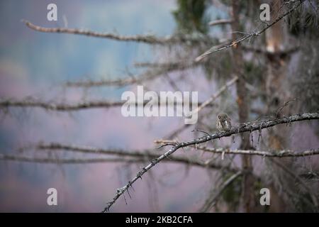 Eurasische Zwergeule, die im Herbst auf einem trockenen hohen Baum sitzt Stockfoto